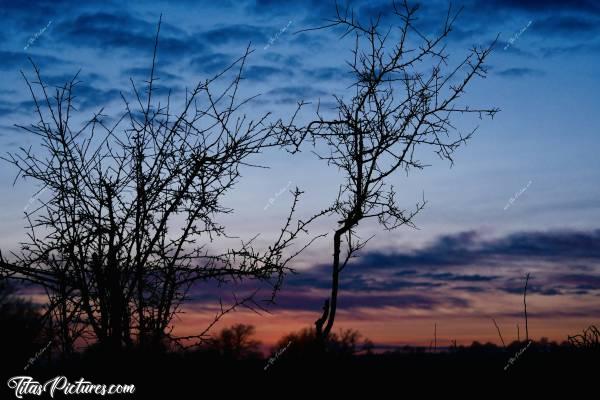 Photo Coucher de soleil : Ombres Chinoises d’arbustes sur un talus de la campagne vendéenne. J’aime beaucoup ce dégradé de couleurs 😍🥰c, Coucher de soleil, arbustes, nuages