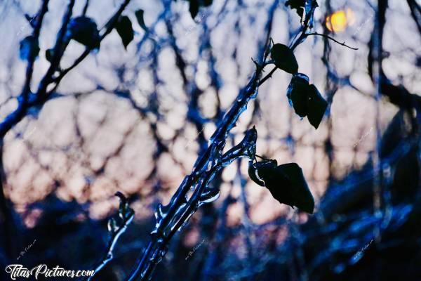 Photo Rosier givré : Jeu de lumière de fin de journée, sur un rosier givré, suite à des pluies verglaçantes 🥶😍c, Rosier givré