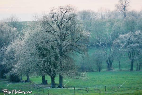 Photo Arbres givrés : Photo prise au coucher du soleil. Cette journée-là, il y avait eu des pluies verglaçantes et les températures sont restées proches du 0 toute la journée. Les arbres étaient donc encore givrés en soirée 😅🥶c, Campagne, prairie, arbres givrés