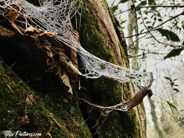 Photo Toile d’araignée 🕸 : Il faisait tellement froid ce jour-là et il y avait du brouillard. Résultat : les toiles d’araignée se sont givrées 🥶😍c, Toile d’araignée, bois, tronc d’arbre