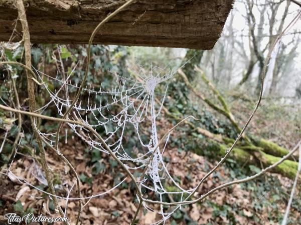 Photo Toile d’araignée 🕸 : Il faisait tellement froid ce jour-là et il y avait du brouillard. Résultat : les toiles d’araignée se sont givrées 🥶😍c, Toile d’araignée, bois, tronc d’arbre
