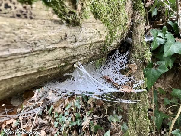 Photo Toile d’araignée 🕸 : Il faisait tellement froid ce jour-là et il y avait du brouillard. Résultat : les toiles d’araignée se sont givrées 🥶😍c, Toile d’araignée, bois, tronc d’arbre