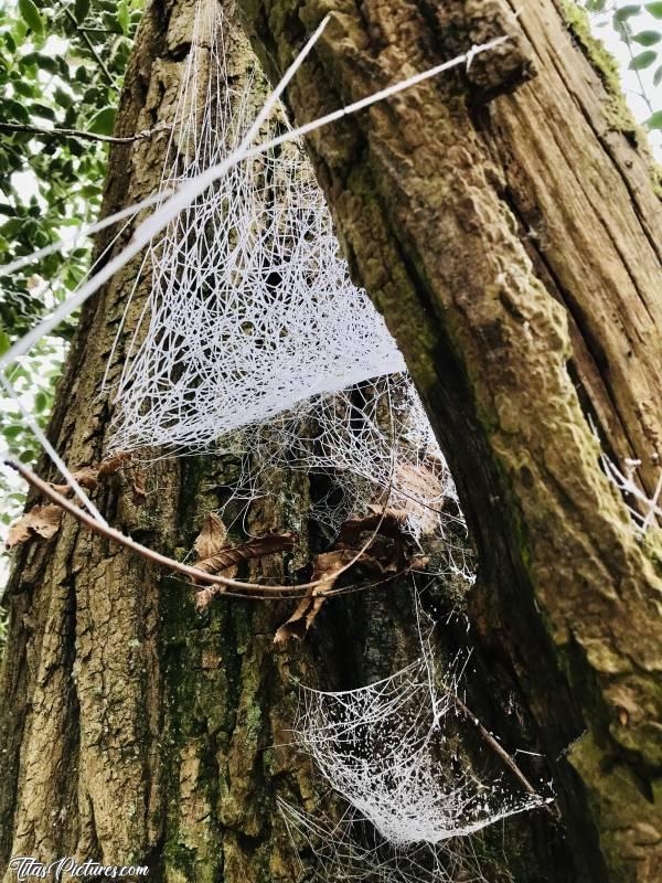 Photo Toile d’araignée 🕸 : Il faisait tellement froid ce jour-là et il y avait du brouillard. Résultat : les toiles d’araignée se sont givrées 🥶😍c, Toile d’araignée, bois, tronc d’arbre