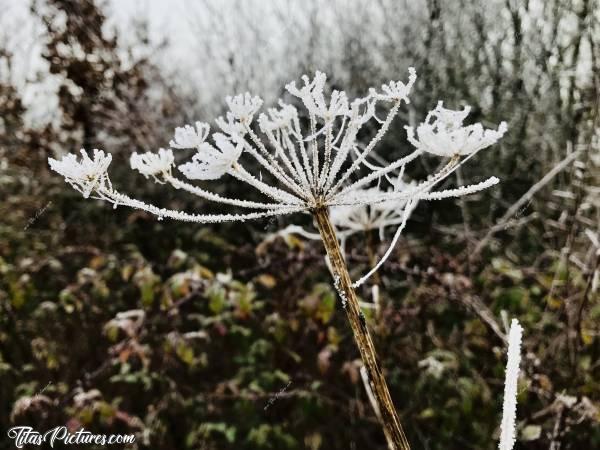 Photo Plante sauvage givrée 🥶 : Gros plan sur une plante sauvage givrée 🥶 Je ne me souviens pas de son nom 😅 On en retrouve souvent dans les prairies ou les fossés. C’est assez haut comme plante.c, Plante sauvage givrée, campagne, Vendée