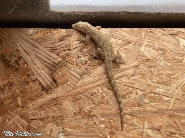 Photo Margouillat : Un petit Margouillat qui venait régulièrement nous rendre visite la nuit et nous le signalait en chantant très fort. Trop mignon à regarder chasser les moucherons!c, Margouillat, reptile