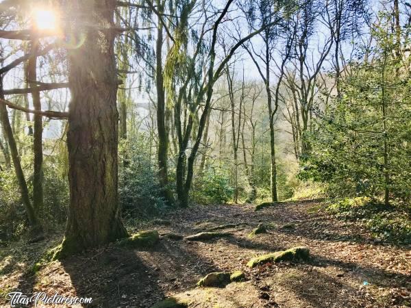 Photo Le Parc de la Barbinière : Joli passage ombragé lors de ma randonnée au Parc de la Barbinière, à St-Laurent-sur-Sèvre 😍🥰c, Parc de la Barbinière, St-Laurent-sur-Sèvre, arbres, chemin de randonnée