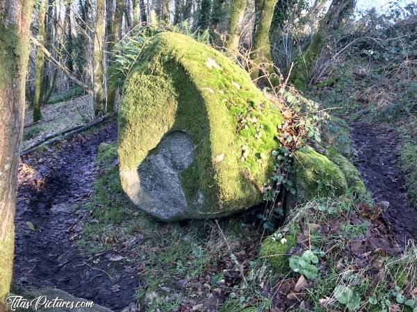 Photo Le Parc de la Barbinière : Trop bizarre cette Roche au milieu du chemin, dans les bois 🤔😅 Le trou creusé, bien cylindrique, fait penser que ce n’est pas naturel 🧐 Mais à quoi servait-il? Quelqu’un aurait une idée ?c, Parc de la Barbinière, St-Laurent-sur-Sèvre, Roche taillée