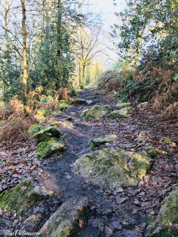 Photo Le Parc de la Barbinière : Chemin de randonnée très rocailleux, au Parc de la Barbinière. Ça grimpe dur à cet endroit 😅 🥾 Allez, on s’arrête pas 🥵c, Parc de la Barbinière, St-Laurent-sur-Sèvre, arbres, chemin de randonnée