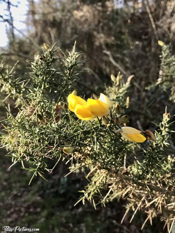 Photo Ajonc fleuri : Beaux petits bourgeons jaunes pour cet ajonc 😍🥰 Ça donne un avant goût du Printemps, en cette belle journée d’hiver ensoleillée 😍😎c, Ajonc, fleurs jaunes, piquants