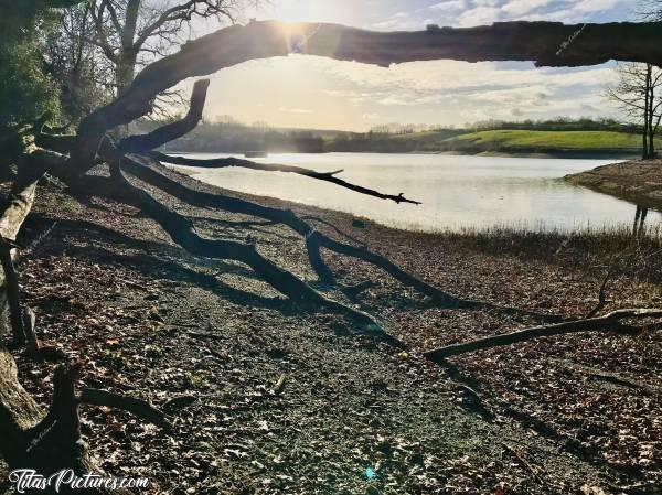 Photo Lac de la Vouraie : Jeu d’Ombres et de Lumières sur cette arbre mort. Une semaine seulement après cette photo, les branches au sol étaient recouvertes d’eau. Impressionnant comment le niveau de l’eau peut vite changer 😅😍c, Lac de la Vouraie, Saint-Hilaire-le-Vouhis