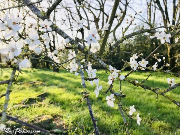 Photo Prunus Spinosa : Vive le Printemps 🥳😍
Les Prunus Spinosa, ou Prunelliers sont en fleurs dans la campagne vendéenne. C’est vraiment trop beau 😍🥰c, Prunus Spinosa, arbres à fleurs blanches