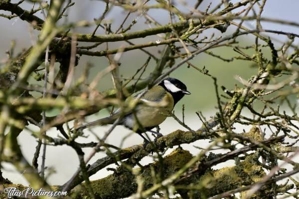 Photo Mésange Charbonnière : Lors d’une randonnée en campagne vendéenne, un oiseau me suivait dans les branchages d’un Talus. Par chance, il s’est immobilisé suffisamment longtemps pour que je puisse faire ma mise au point 🤗🥳 Et voici une belle Mésange Charbonnière 😍🥰c, Mésange Charbonnière, oiseau sauvage