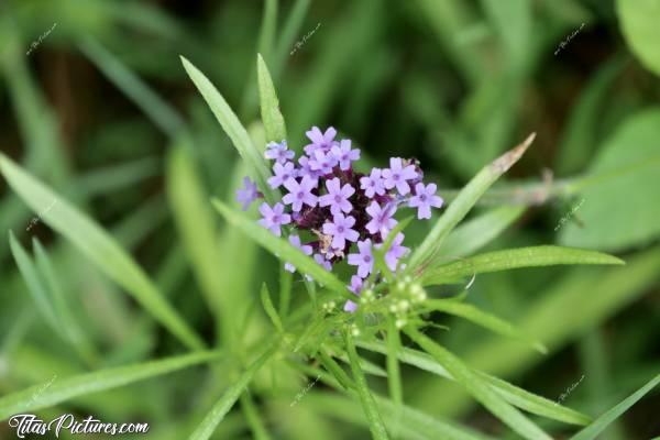 Photo Fleur Sauvage : Belle petite Fleur Sauvage, découverte lors d’une randonnée dans la campagne vendéenne. Je ne connais pas son nom et c’est la 1ère fois que j’en voyais 😅c, Fleur Sauvage