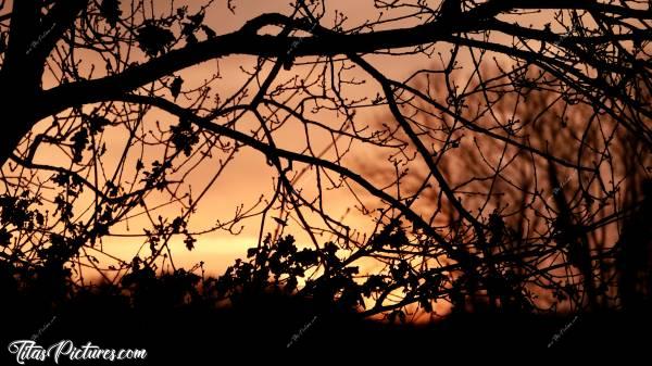 Photo Coucher de Soleil : Jeu d’Ombres Chinoises sur un Talus dans la campagne vendéenne. J’aime beaucoup le rendu avec ce beau dégradé orange en arrière plan 😍🥰c, Coucher de Soleil, Talus, branche d’arbre