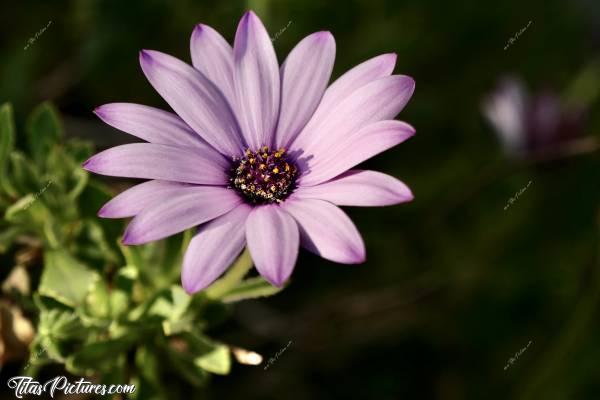 Photo Osteospermum ou Dimorphoteca : Beau jeu d’Ombres et de Lumières sur cet Osteospermum rose-mauve. J’adore ces fleurs 😍🥰c, Osteospermum, Dimorphoteca, fleurs mauves