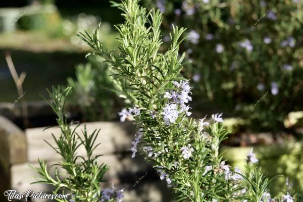 Photo Romarin en fleurs : Une autre plante que j’adore : le Romarin. Ses fleurs sont trop belles 😍🥰 Et en plus d’être un bel arbuste, on peut en faire de bonnes tisanes 😋c, Romarin en fleurs