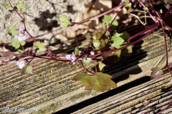 Photo Cymbalaire des Murs : J’adore ce Lierre fleuri. On dirait des mini fleurs d’orchidées. C’est très envahissant comme plante, ça pousse vraiment partout. Mais c’est tellement beau 😍🥰 A noter que c’est très facile à arracher, car il n’a quasiment pas de racines.c, Cymbalaire des Murs, Cymbalaria muralis, lierre fleuri