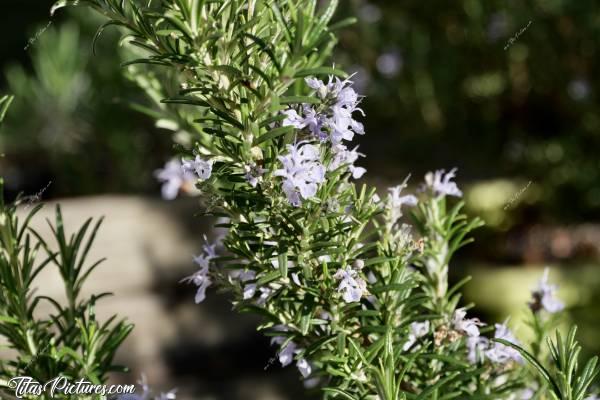 Photo Romarin en fleurs : Une autre plante que j’adore : le Romarin. Ses fleurs sont trop belles 😍🥰 Et en plus d’être un bel arbuste, on peut en faire de bonnes tisanes 😋c, Romarin en fleurs