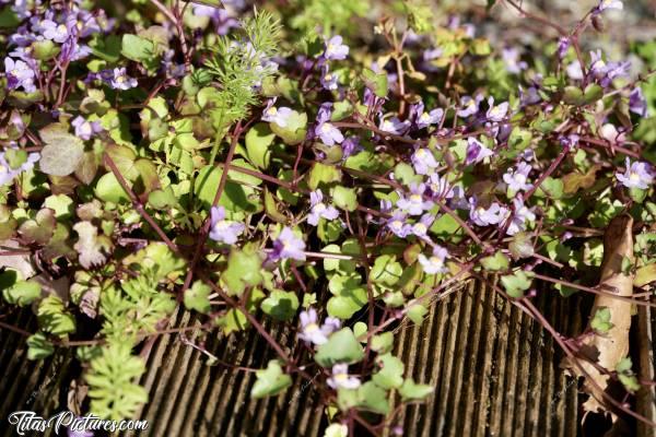 Photo Cymbalaire des Murs : J’adore ce Lierre fleuri. On dirait des mini fleurs d’orchidées. C’est très envahissant comme plante, ça pousse vraiment partout. Mais c’est tellement beau 😍🥰 A noter que c’est très facile à arracher, car il n’a quasiment pas de racines.c, Cymbalaire des Murs, Cymbalaria muralis, lierre fleuri