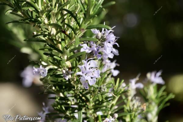 Photo Romarin en fleurs : Une autre plante que j’adore : le Romarin. Ses fleurs sont trop belles 😍🥰 Et en plus d’être un bel arbuste, on peut en faire de bonnes tisanes 😋c, Romarin en fleurs