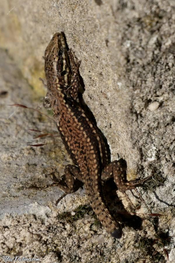 Photo Lézard 🦎 : Je vous présente mon petit copain : un joli petit Lézard 🦎 qui s’est habitué à moi assez rapidement 😍
Il lui manque sa belle et longue queue. Il semblerait qu’il a eu très chaud dernièrement 😅c, Lézard, queue coupée