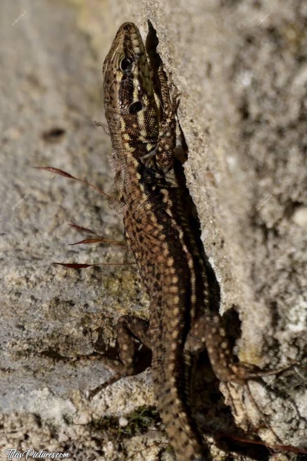 Photo Lézard 🦎 : Gros zoom sur mon petit copain qui profite des derniers rayons de soleil de la journée. Trop mimi 🥰
Mais c’est que ça peau est en train de muer.. 🧐c, Lézard