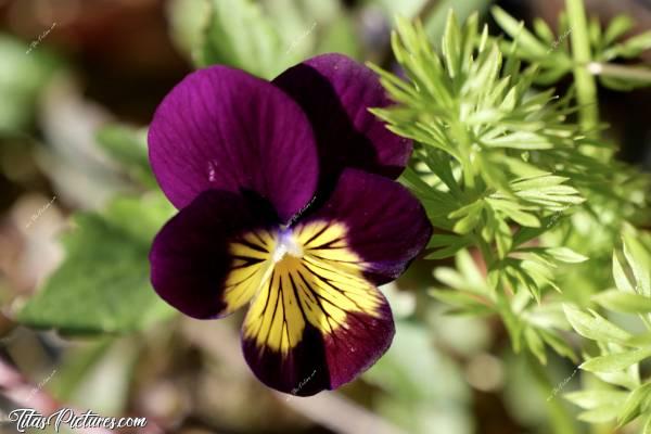 Photo Pensée : Belle petite Pensée pourpre trouvée dans mon jardin. Trop mimie 😍🥰c, Pensée, fleur