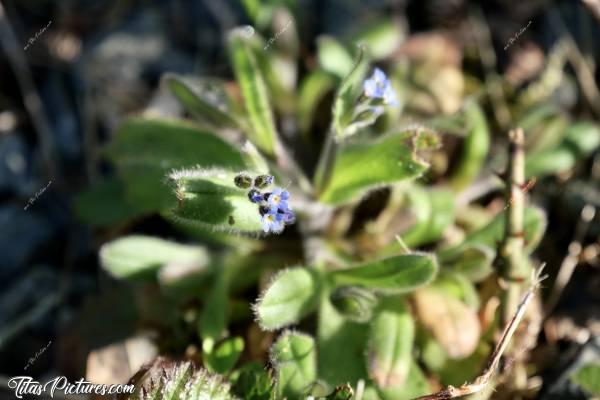 Photo Petites fleurs sauvages : Belles petites fleurs bleues sauvages 😍🥰 Aucune idée du nom par contre 😅c, 