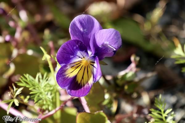 Photo Pensée violette : Jolie petite Pensée violette qui repousse d’année en année dans mon jardin. Trop mimie, même si elle a un peu souffert la pauvre 😅😍🥰c, Pensée violette, fleur