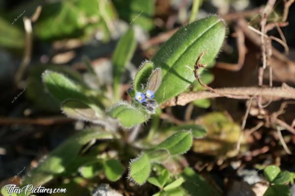 Photo Petites fleurs sauvages : Belles petites fleurs bleues sauvages 😍🥰 Aucune idées du nom par contre 😅c, fleurs sauvages bleues