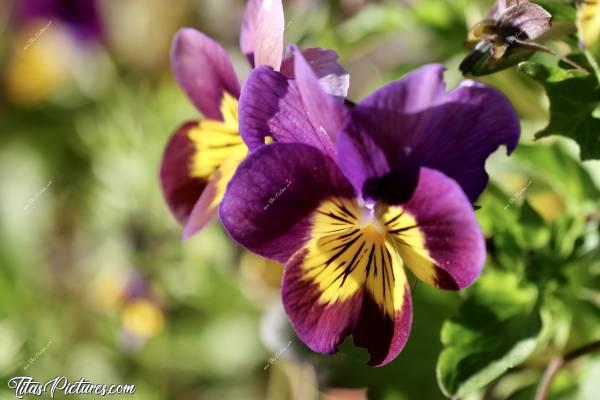 Photo Pensées : Belle petites Pensées pourpres trouvées dans mon jardin. Trop mimies 😍🥰c, Pensées pourpres