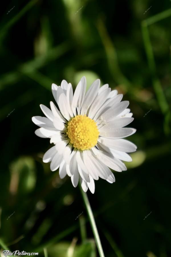 Photo Pâquerette : Zoom sur une belle petite Pâquerette 😍🥰 Ces fleurs me rappellent mon enfance, quand on jouait à la récré à se faire des bracelets avec 😅🥰 Ou quand on jouait à « il m’aime, il m’aime pas » 😅☺️c, Pâquerette, fleur sauvage