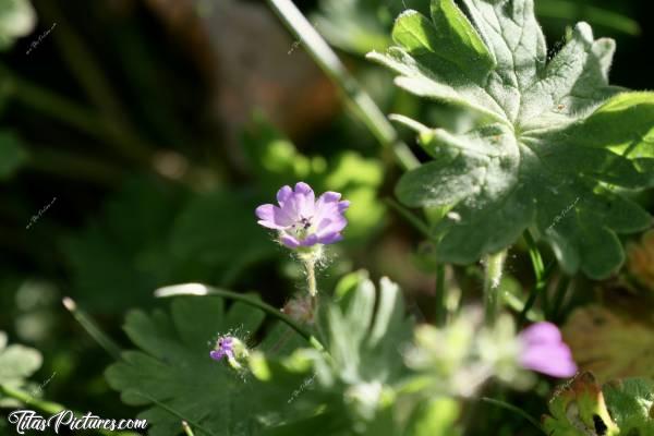 Photo Géranium Molle : Gros plan sur ces mignonnes petites fleurs roses du Géranium Molle. Ce sont de belles petites fleurs sauvages je trouve 😍🥰c, Géranium Molle, petites fleurs roses, plante sauvage