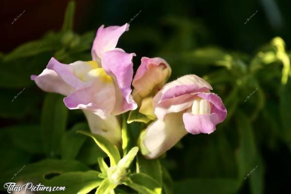 Photo Gueules de Loup : Gros plan sur de jolies Gueules de Loup (ou Muflier). J’aime beaucoup ces fleurs qui ont, je trouve, une drôle de forme 😅 On ne sait jamais si elles sont complètement ouvertes ou pas 😅😍🥰c, Gueules de Loup, Muflier, fleurs