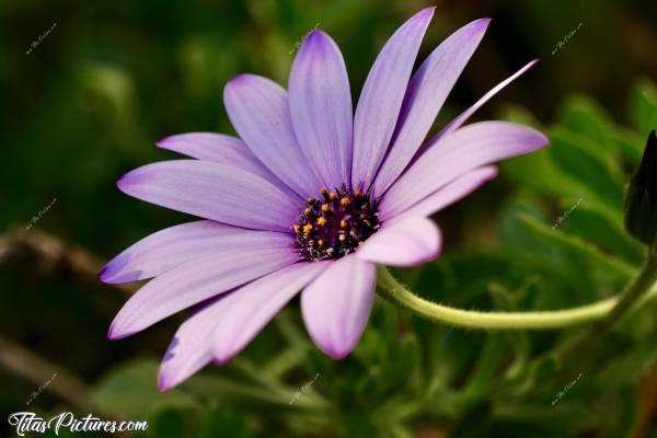 Photo Osteospermum ou Dimorphoteca : Qu’est-ce que j’aime ces fleurs 🥰 Elles existent de différentes couleurs toutes très belles, mais celles-ci sont mes préférées 🥰c, Osteospermum, Dimorphoteca, fleurs mauves