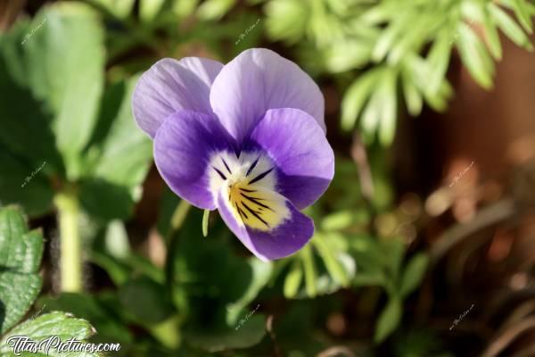 Photo Petite Pensée violette : Voici une de mes petites Pensées préférées. J’adore ces petites fleurs 😍🥰 En plus, elles repoussent très facilement d’une année à l’autre. Par contre, jamais au même endroit 😅c, Fleur, Pensée violette