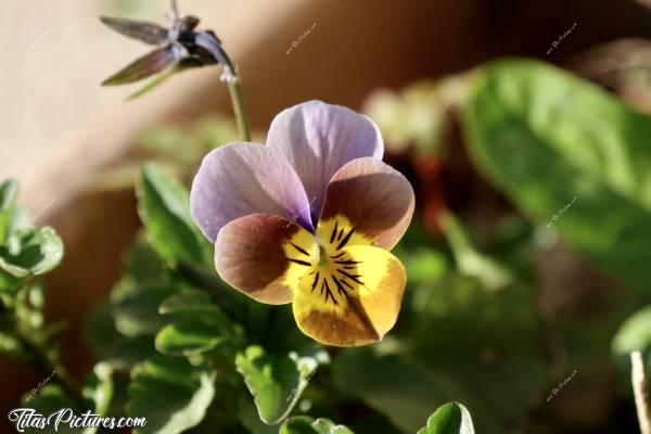 Photo Petite Pensée : Voici une jolie petite pensée d’une drôle de couleur. Je l’ai trouvé dans mon jardin. Je ne sais pas comment elle a fait pour obtenir ces couleurs 😅
La magie de la Nature 😍c, Fleur, Pensée