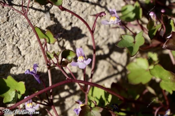 Photo Cymbalaire des Murs : J’adore ce Lierre fleuri. On dirait des mini fleurs d’orchidées. C’est très envahissant comme plante, ça pousse vraiment partout. Mais c’est tellement beau 😍🥰 A noter que c’est très facile à arracher, car il n’a quasiment pas de racines.c, Cymbalaire des Murs, Cymbalaria muralis, lierre fleuri