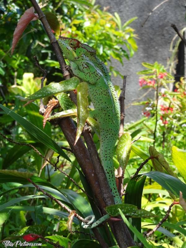 Photo Un Endormi : Un Endormi sur sa branche. Un vrai caméléon !c, Réunion, Endormi, Caméléon