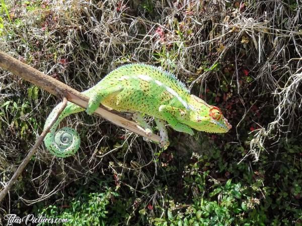 Photo Un Endormi : Un Endormi que l’on a sauvé, sur une route avec beaucoup de circulation 😅 Vraiment trop belles ses couleurs 😍🥰c, Réunion, Endormi, Caméléon