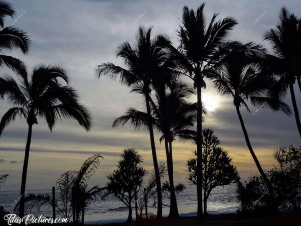 Photo Coucher de soleil : Coucher de soleil à Grande Anse dans le Sud de l’Ile.c, La Réunion, Coucher de soleil, Palmiers