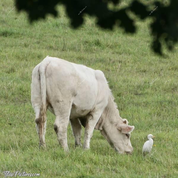 Photo Vache et Garde-Boeuf : Mes voisines les charolaises peuvent parfois être suivies de très très près, par des Hérons Garde-Bœufs 😅😍 Ils s’attaquent aux mouches tournant autour des vaches. Mais certains moins timides, peuvent aussi picorer les tiques directement sur les vaches 😍😅c, Charolaise, Héron Garde-bœufs