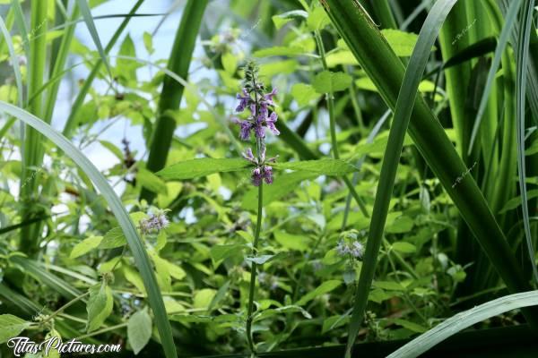Photo Orchidée sauvage : Belle Orchidée sauvage trouvée en Bord de Sèvre Nantaise. Trop mimie 😍🥰c, Orchidée sauvage, fleur sauvage