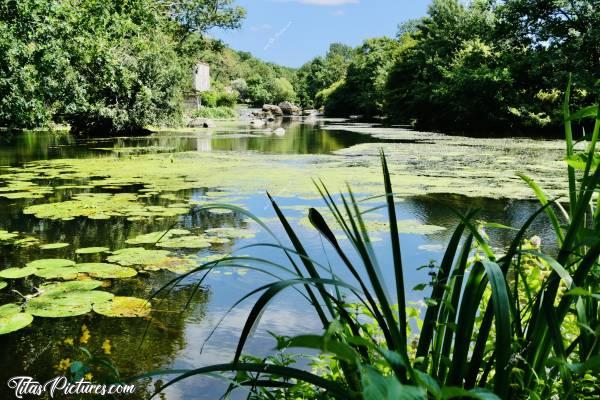 Photo La Sèvre Nantaise : Belle randonnée très relaxante le long de la Sèvre Nantaise, à St Laurent sur Sèvre 😍😎c, La Sèvre Nantaise, Nénuphars sauvages, Rochers