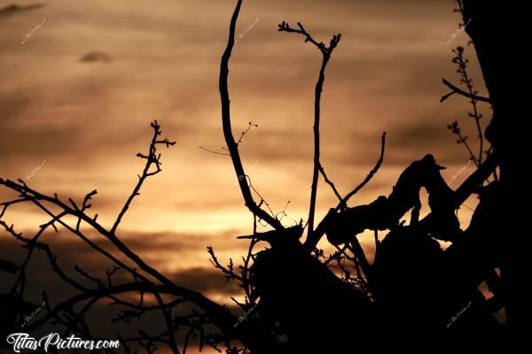 Photo Coucher de soleil : Jeu d’ombres chinoises pour ce beau Coucher de Soleil sur la Campagne vendéenne 😍🥰c, Coucher de soleil, Campagne, branchages