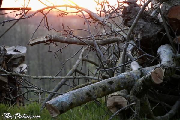 Photo Tas de Bois 🪵 : Joli dégradé de couleurs de fin de journée, sur ce Tas de Bois à couper. 
J’aime beaucoup 🥰c, Tas de Bois, branches, coucher de soleil