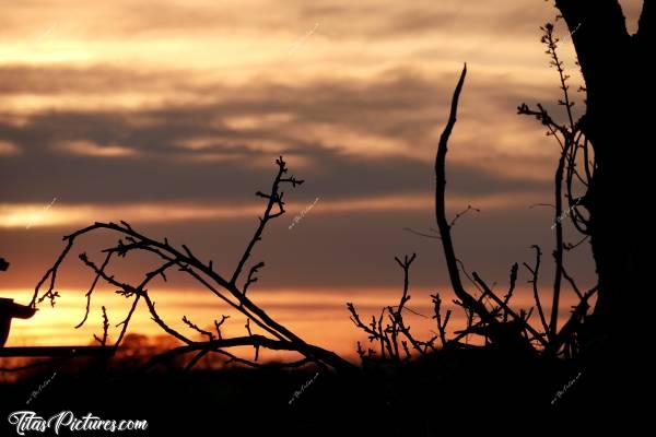 Photo Coucher de soleil : Jeu d’ombres chinoises pour ce beau Coucher de Soleil sur la Campagne vendéenne 😍🥰c, Coucher de soleil, Campagne, branchages