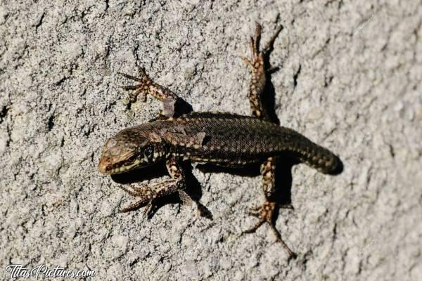 Photo Lézard 🦎 : Mon petit copain « queue coupée » en train de muer. Pas très beau du coup 😬😅c, Lézard