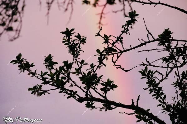 Photo Arc-en-ciel 🌈 : Ombres Chinoises de Mirabellier sur un bel arc-en-ciel 🌈  de fin de journée 😍🥰c, Arc-en-ciel