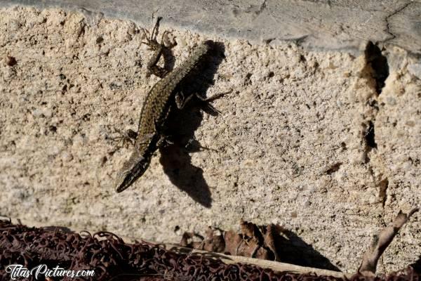 Photo Lézard 🦎 : Mon petit copain « queue coupée » qui vient à 50 cm de moi, sans problème ! Même pas peur 👍🏻😍🥰c, Lézard, terrasse